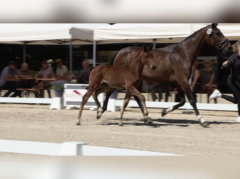 Oldenburger Springpaard Merrie  in Hesel