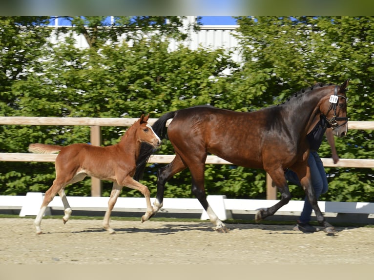 Oldenburger Springpaard Merrie  in Lohne (Oldenburg)