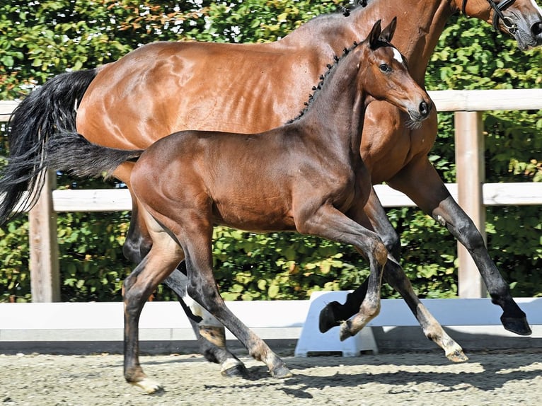 Oldenburger Springpaard Merrie Veulen (05/2026)  in Vechta