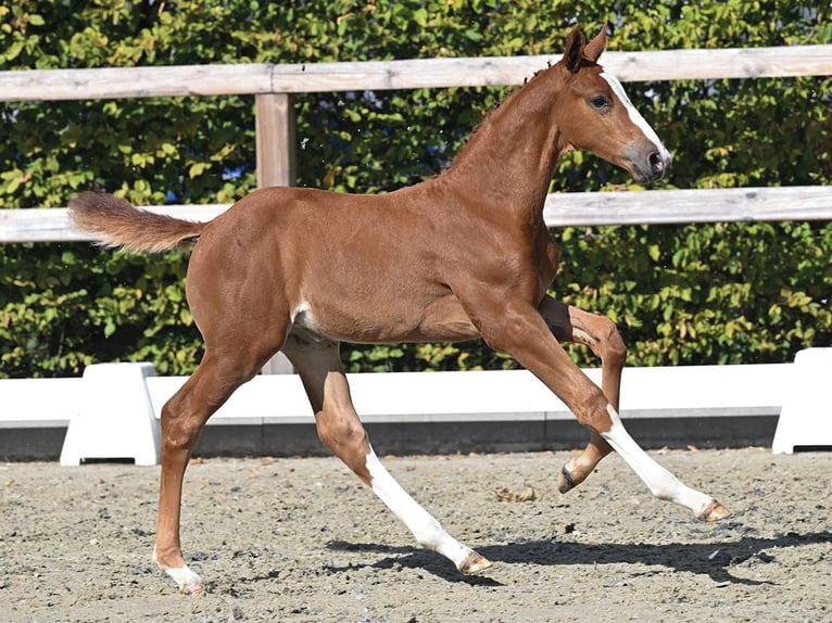Oldenburger Springpaard Merrie Veulen (07/2026)  in Vechta