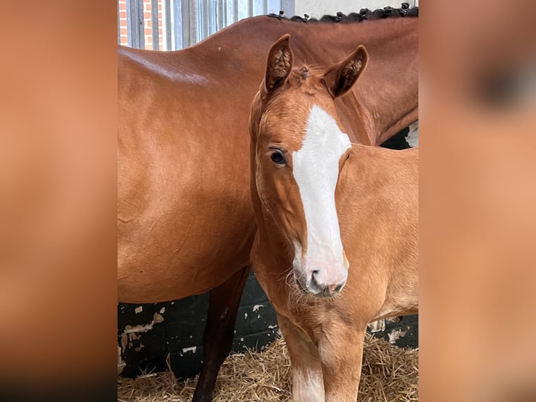 Oldenburger Springpaard Merrie veulen (06/2024) Vos in Dahlenburg