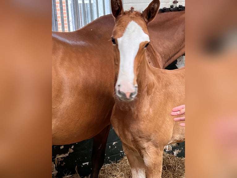 Oldenburger Springpaard Merrie veulen (06/2024) Vos in Dahlenburg