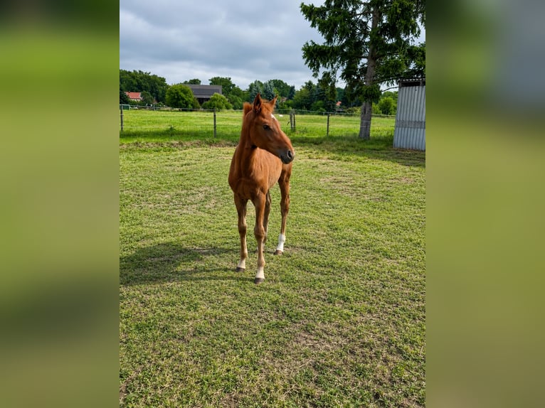 Oldenburger Springpaard Merrie Veulen (04/2026) Vos in Domsühl