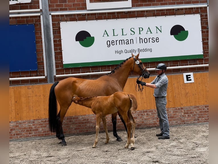 Oldenburger Springpaard Merrie Veulen (04/2026) Vos in Domsühl