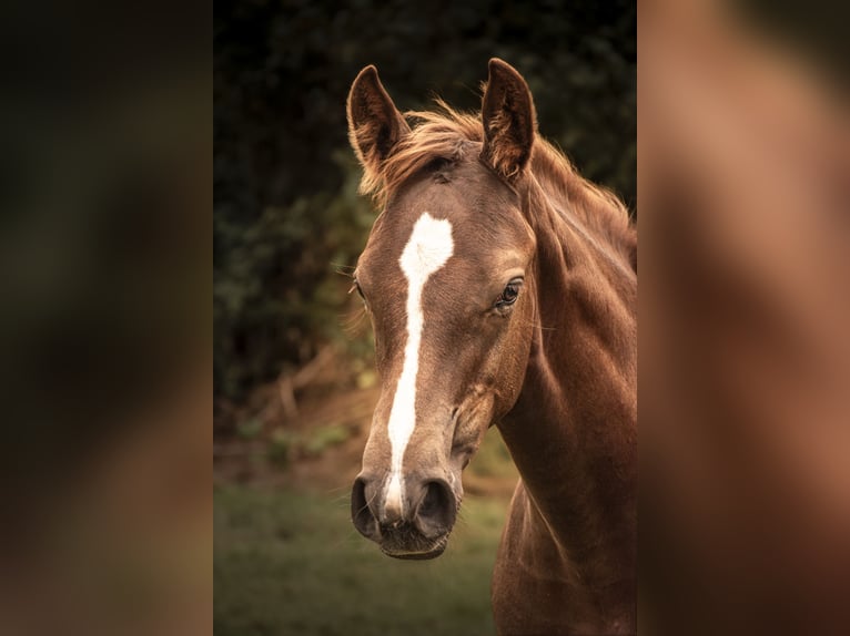 Oldenburger Springpaard Merrie Veulen (05/2025) Vos in Bentwisch