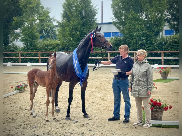Oldenburger Springpaard Merrie Veulen (04/2025) Vos in L&#xF6;ningen