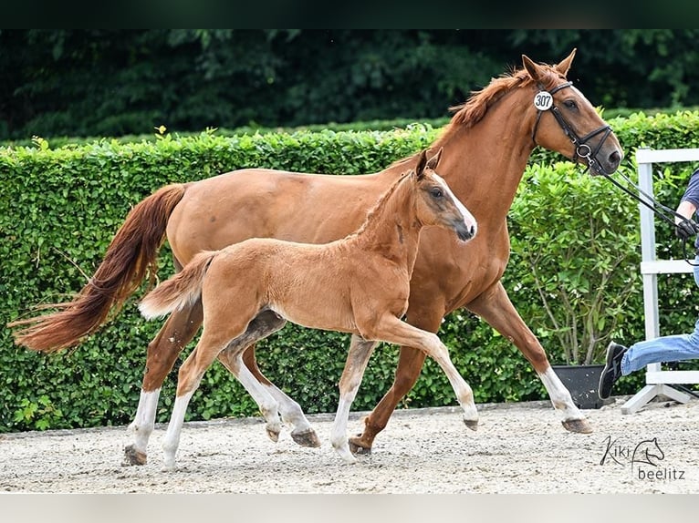 Oldenburger Springpaard Merrie Veulen (04/2025) Vos in L&#xF6;ningen