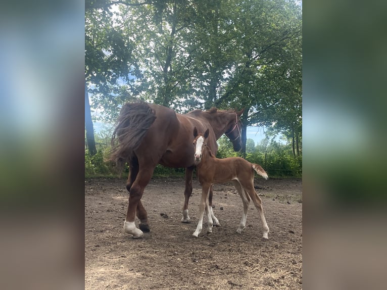 Oldenburger Springpaard Merrie Veulen (06/2026) Vos in Papenhagen