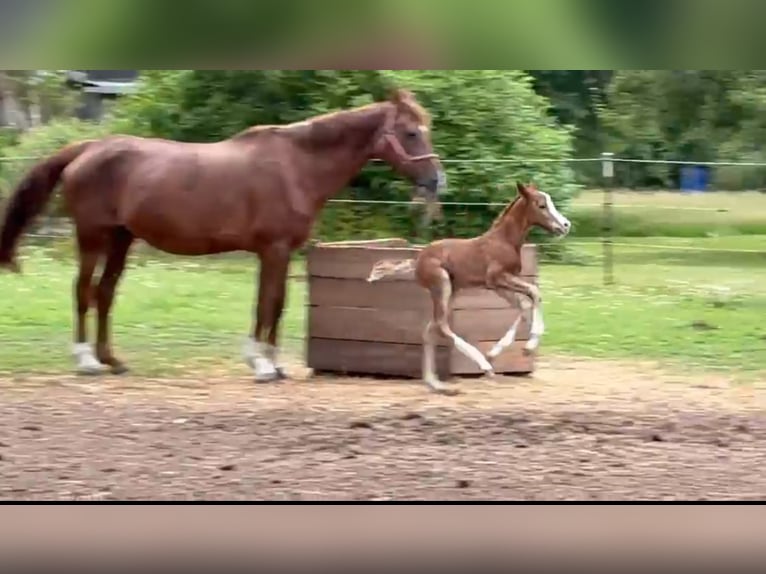 Oldenburger Springpaard Merrie Veulen (06/2026) Vos in Papenhagen