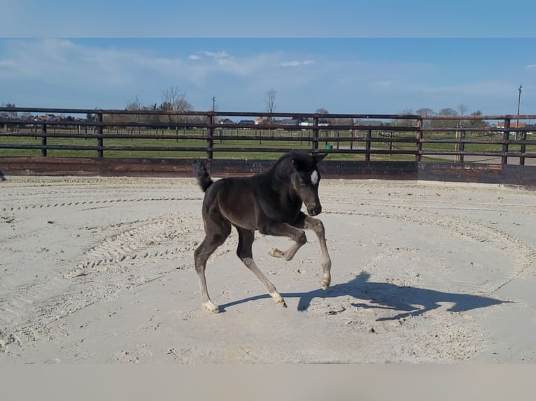 Oldenburger Springpaard Merrie Veulen (01/2026) Zwart in Limont