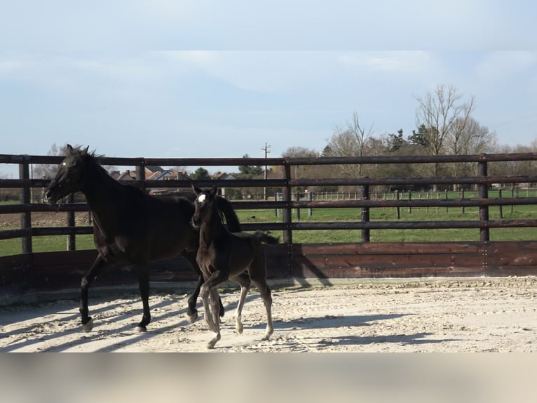Oldenburger Springpaard Merrie Veulen (01/2026) Zwart in Limont