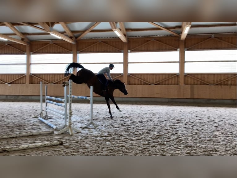 Oldenburger Springpaard Onbekend 7 Jaar 172 cm Vos in Gomadingen