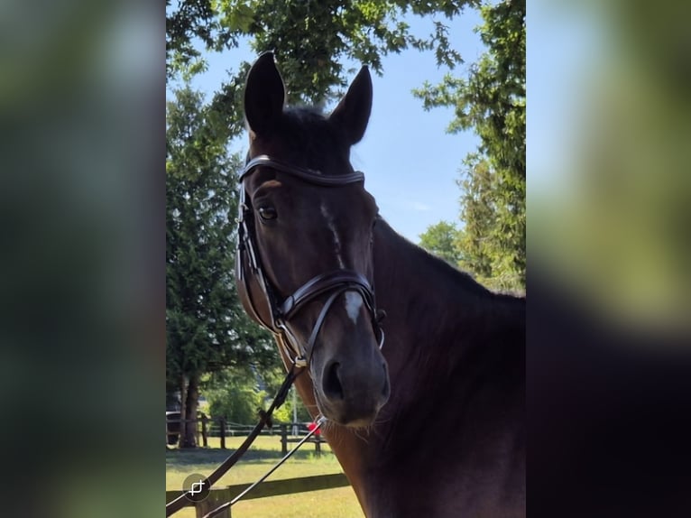 Oldenburger Springpaard Ruin 10 Jaar 165 cm Bruin in Delbrück
