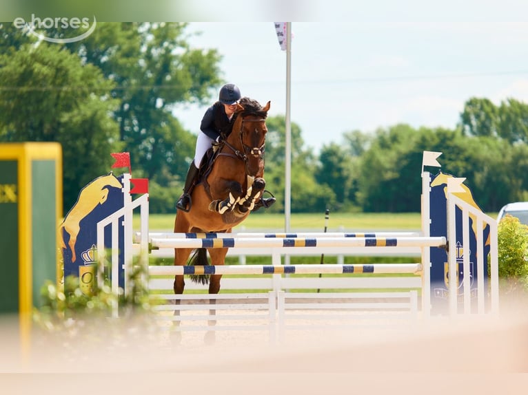 Oldenburger Springpaard Ruin 10 Jaar 165 cm Bruin in Ehingen