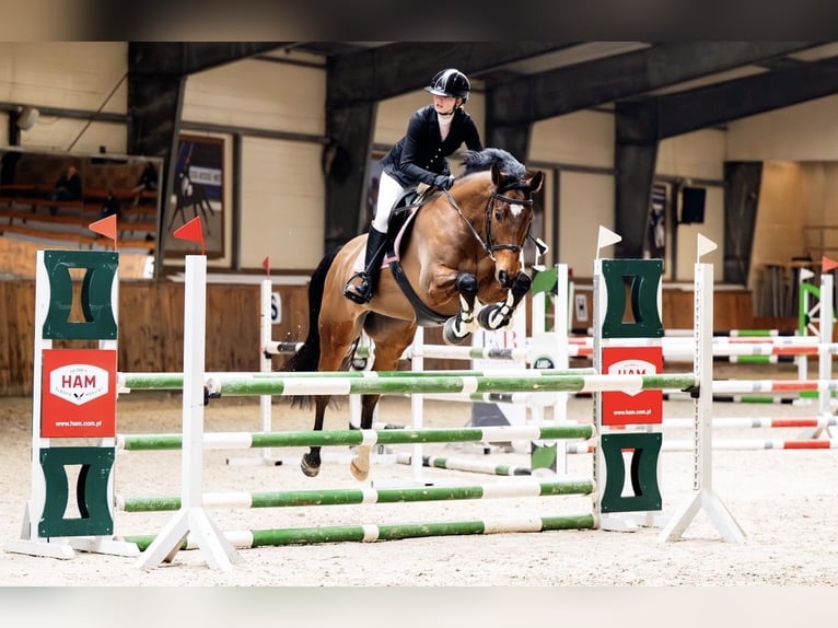 Oldenburger Springpaard Ruin 10 Jaar 165 cm Roodbruin in Wilkowice