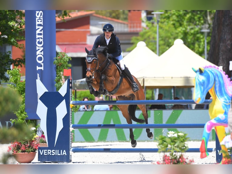 Oldenburger Springpaard Ruin 10 Jaar 166 cm Bruin in Buchenberg