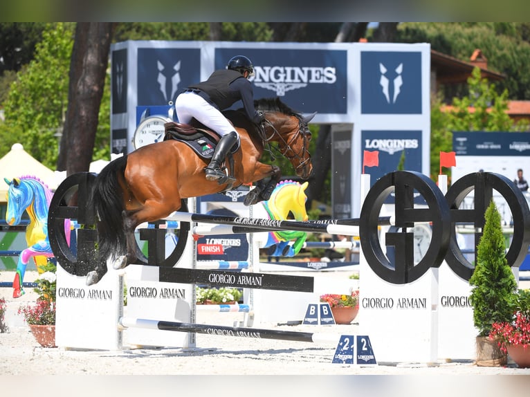 Oldenburger Springpaard Ruin 10 Jaar 166 cm Bruin in Buchenberg