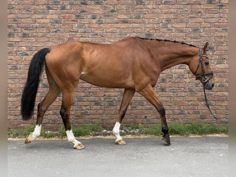 Oldenburger Springpaard Ruin 10 Jaar 170 cm Bruin in Niederkassel