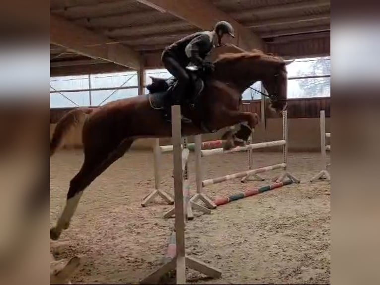 Oldenburger Springpaard Ruin 10 Jaar 170 cm Vos in Leonberg