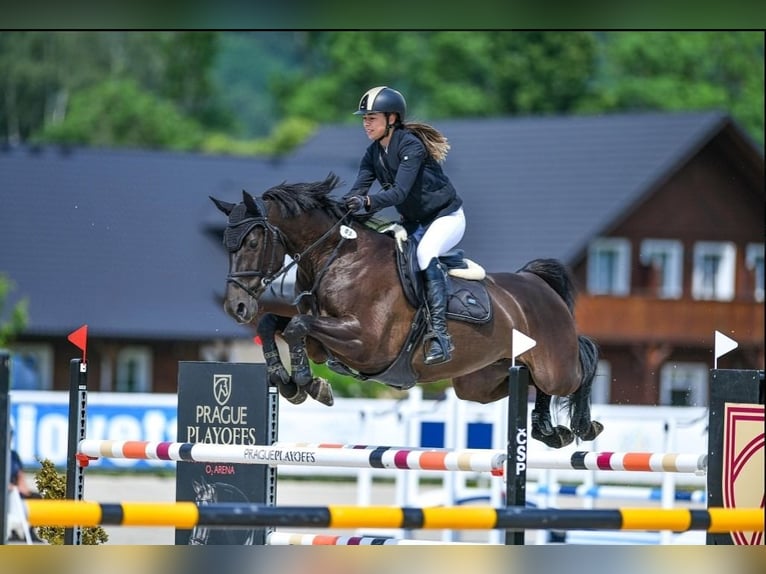 Oldenburger Springpaard Ruin 10 Jaar 170 cm Zwart in Trojanovice