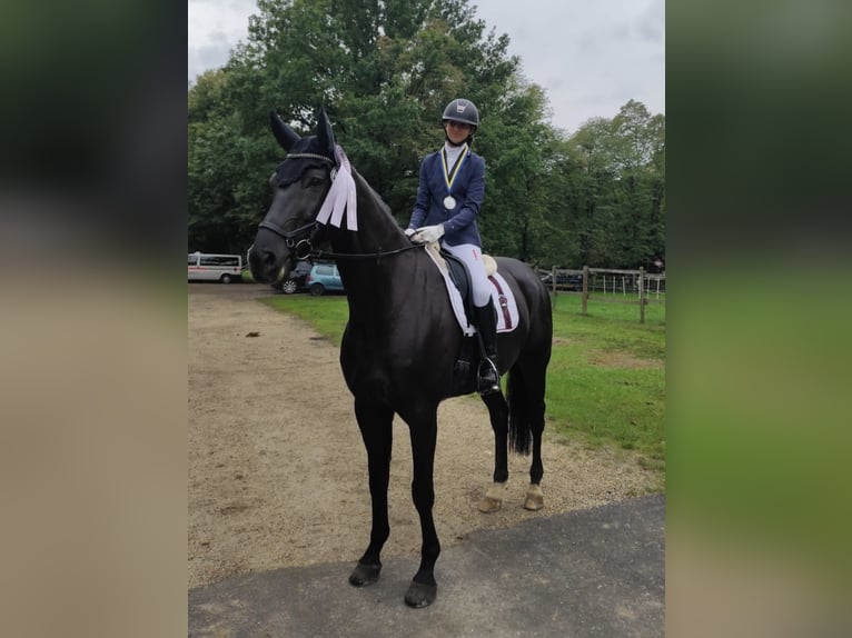 Oldenburger Springpaard Ruin 10 Jaar 172 cm Zwartbruin in D&#xFC;rnau