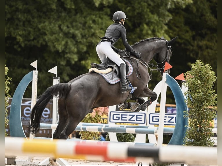 Oldenburger Springpaard Ruin 10 Jaar 172 cm Zwartbruin in D&#xFC;rnau