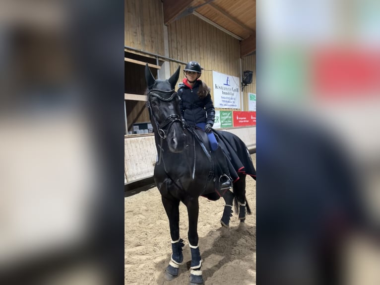 Oldenburger Springpaard Ruin 10 Jaar 172 cm Zwartbruin in D&#xFC;rnau