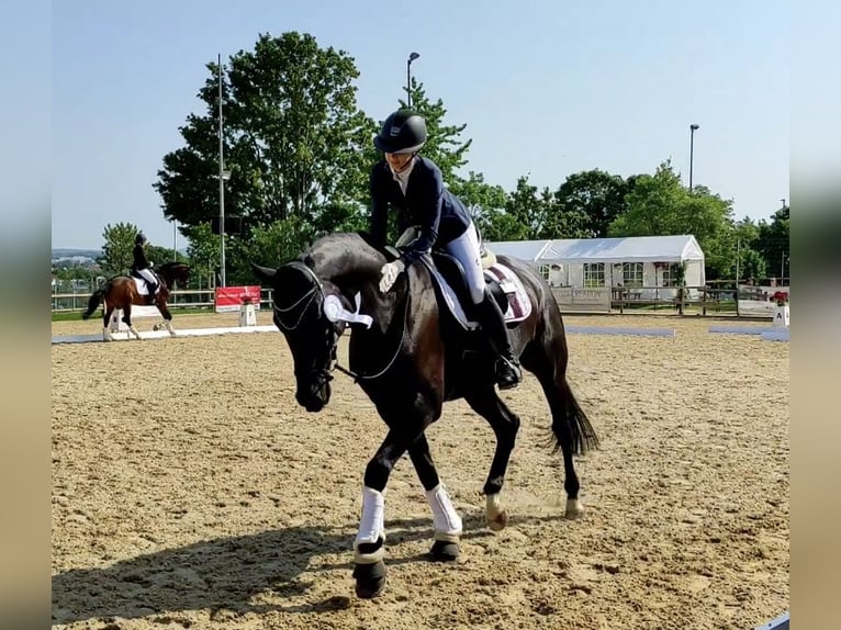 Oldenburger Springpaard Ruin 10 Jaar 172 cm Zwartbruin in D&#xFC;rnau