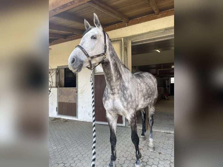 Oldenburger Springpaard Ruin 10 Jaar 179 cm Appelschimmel in Weichs