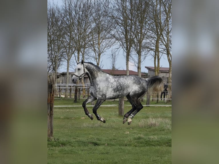 Oldenburger Springpaard Ruin 10 Jaar 179 cm Appelschimmel in Weichs