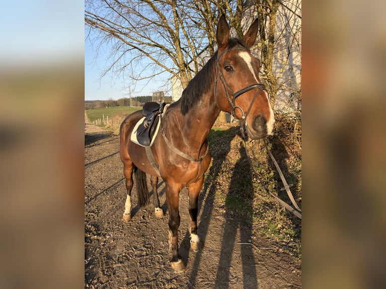 Oldenburger Springpaard Ruin 10 Jaar 180 cm Bruin in Montabaur