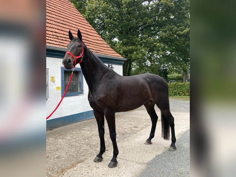 Oldenburger Springpaard Ruin 10 Jaar 180 cm Donkerbruin in Bremen