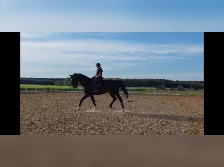 Oldenburger Springpaard Mix Ruin 10 Jaar 183 cm Donkerbruin in Otorowo