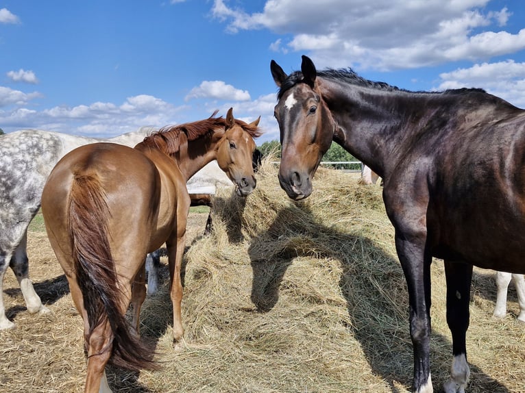 Oldenburger Springpaard Mix Ruin 10 Jaar 183 cm Donkerbruin in Otorowo