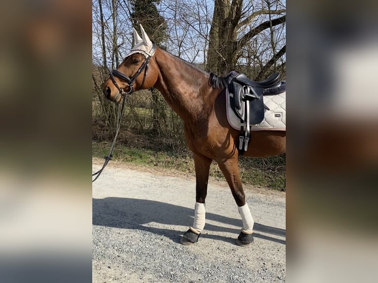 Oldenburger Springpaard Ruin 10 Jaar in Darmstadt