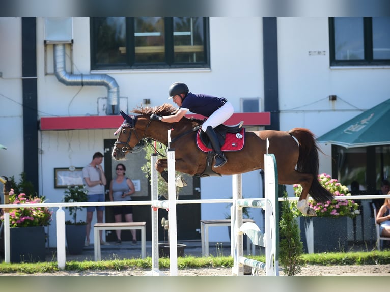 Oldenburger Springpaard Ruin 11 Jaar 160 cm Donkere-vos in Wurmberg