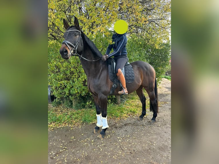 Oldenburger Springpaard Ruin 11 Jaar 164 cm Donkerbruin in Thalmässing