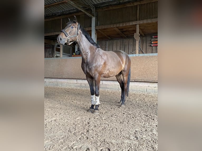 Oldenburger Springpaard Ruin 11 Jaar 169 cm Donkerbruin in Arnsberg