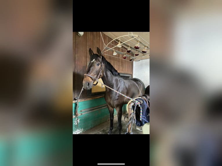 Oldenburger Springpaard Ruin 11 Jaar 169 cm Donkerbruin in Arnsberg