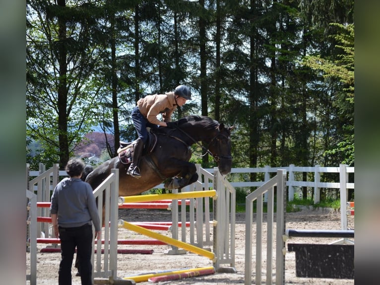 Oldenburger Springpaard Ruin 11 Jaar 169 cm Donkerbruin in Arnsberg