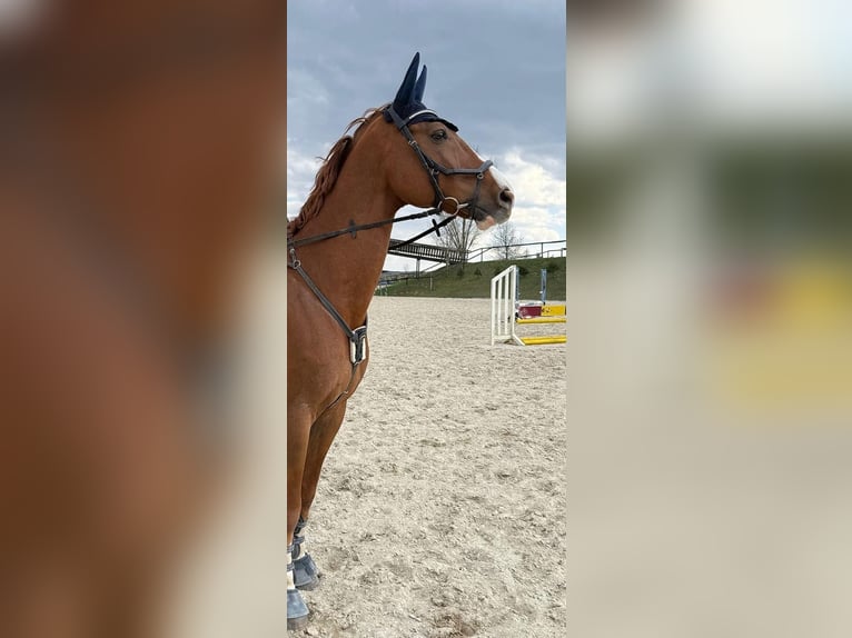 Oldenburger Springpaard Ruin 11 Jaar 172 cm Donkere-vos in Leobendorf