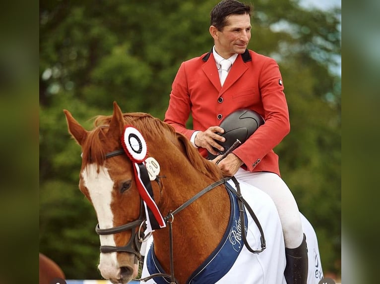 Oldenburger Springpaard Ruin 11 Jaar 172 cm Vos in Kwidzyn