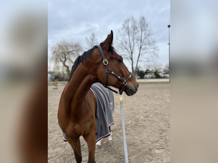Oldenburger Springpaard Ruin 11 Jaar 175 cm Bruin in Eppelheim