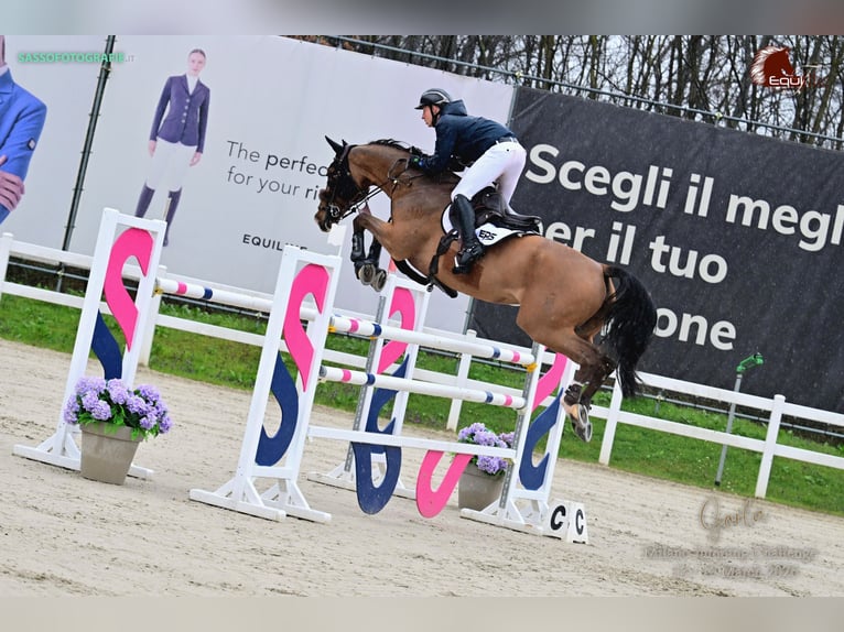 Oldenburger Springpaard Ruin 11 Jaar 175 cm Bruin in München