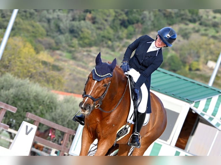 Oldenburger Springpaard Ruin 11 Jaar 175 cm Vos in Nice