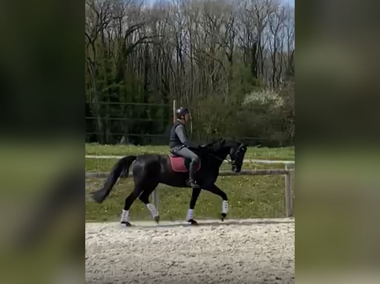 Oldenburger Springpaard Ruin 11 Jaar 175 cm Zwart in Yvoire