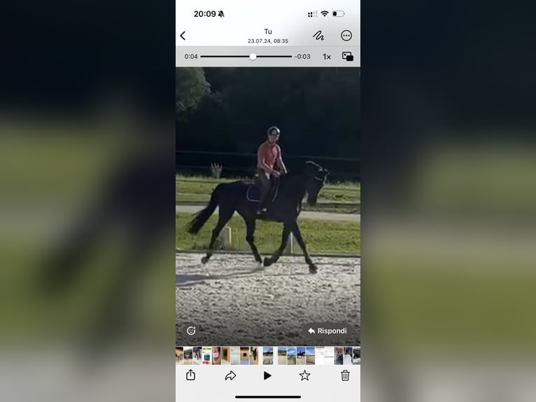 Oldenburger Springpaard Ruin 11 Jaar 175 cm Zwart in Yvoire