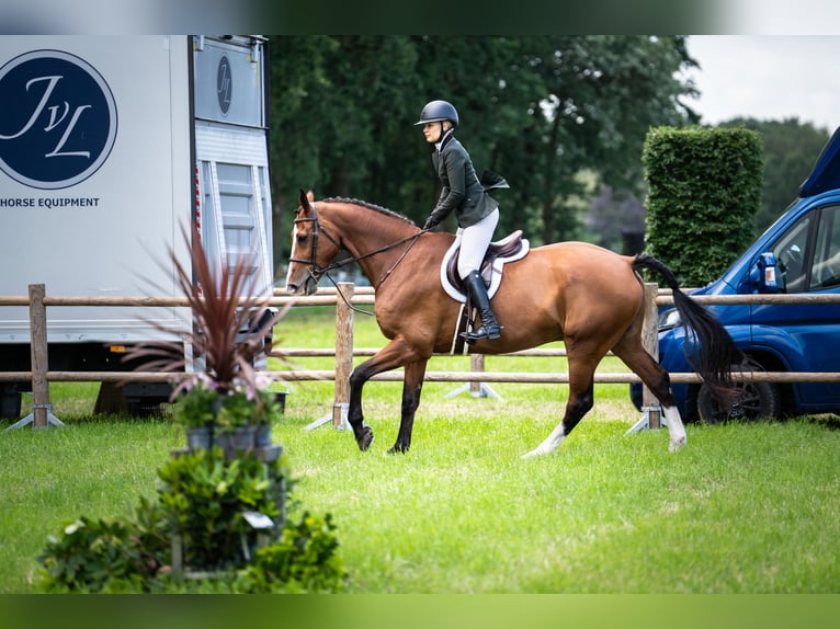 Oldenburger Springpaard Ruin 11 Jaar 179 cm Roodbruin in Tegelen