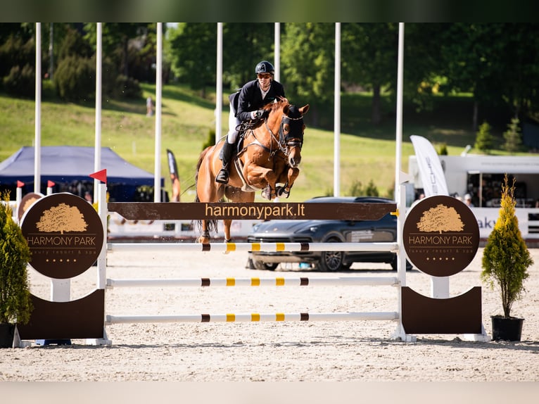 Oldenburger Springpaard Ruin 11 Jaar 182 cm Vos in Leoncin