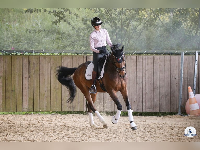 Oldenburger Springpaard Ruin 12 Jaar 164 cm Donkerbruin in Satolas et Bonce